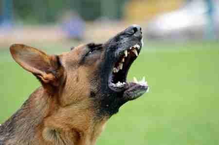 Aggressive dog behaviour problems