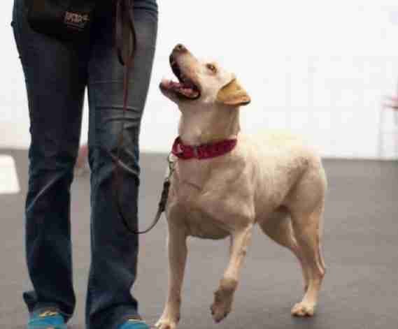 Professional Tailored dog training